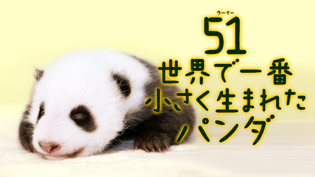 51 uuii sekaiichichiisakuumaretapanda