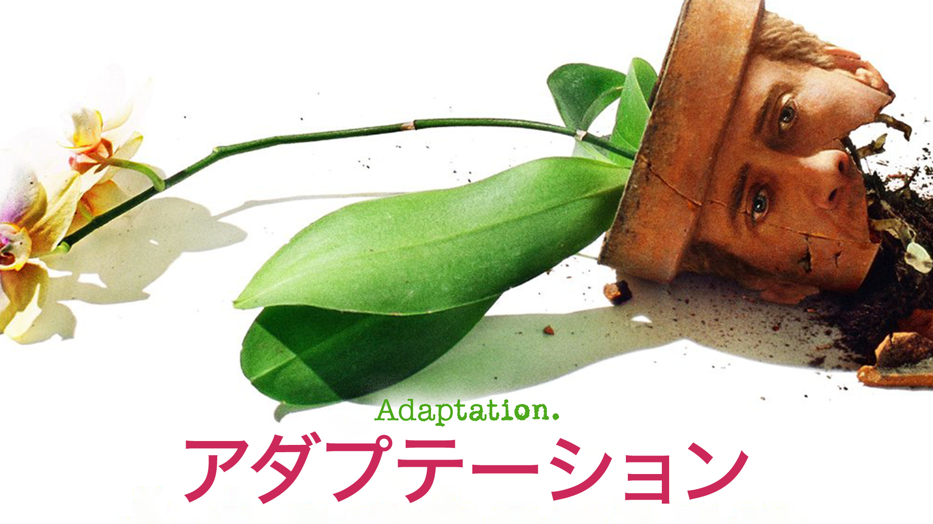 adaputeeshon