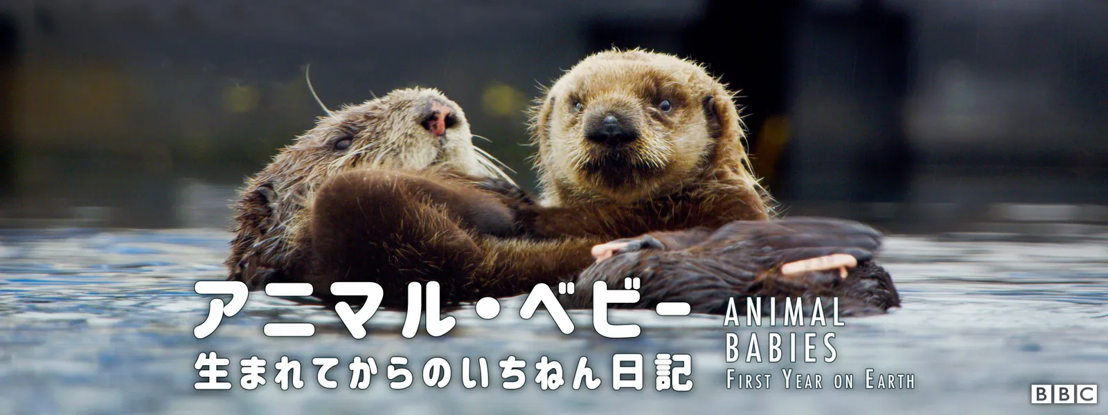 animaruanimarubebii umaretekaranoichinen