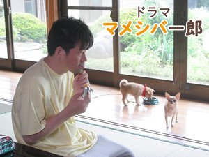 dorama mameshibaichirou