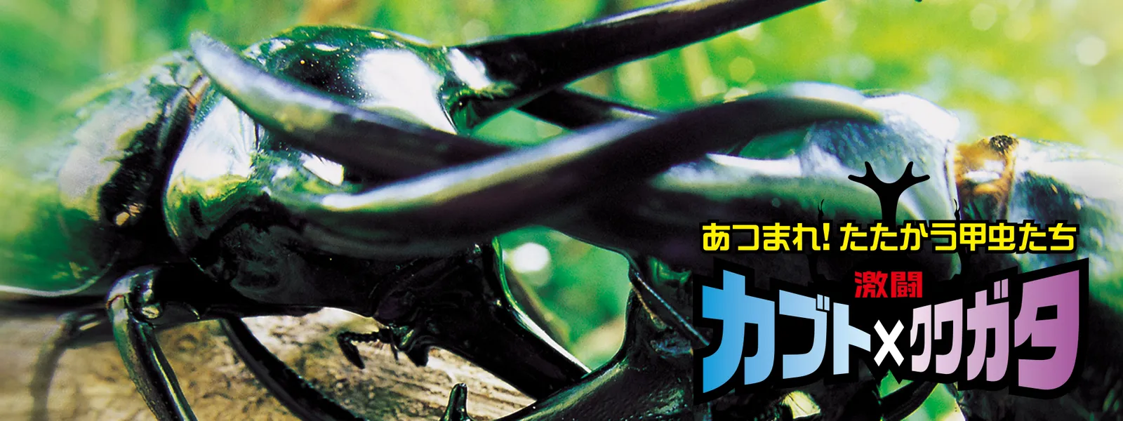 gekitou kabutoxkuwagata atsumare tatakau