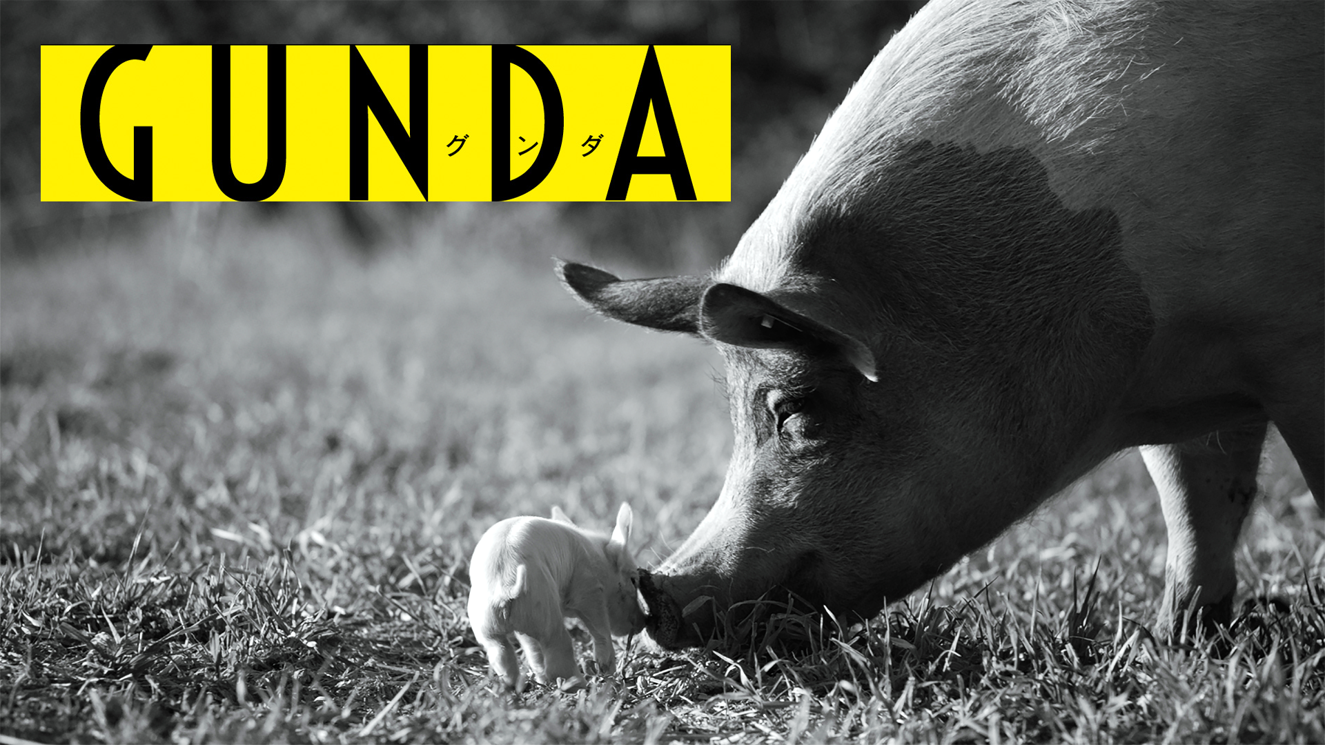gunda gunda