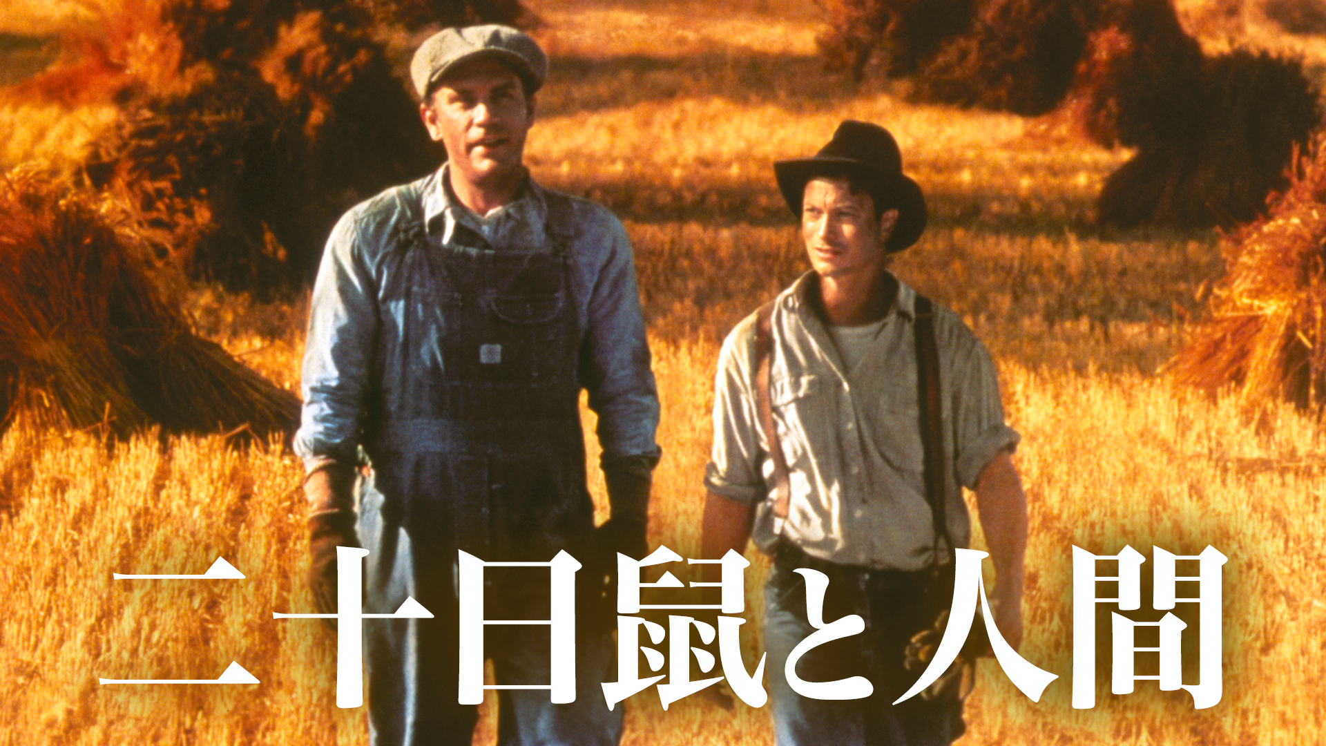 hatsukanezumitoningen