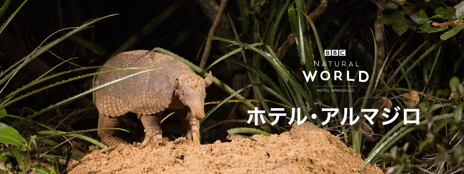 hoteruhoteruarumajiro