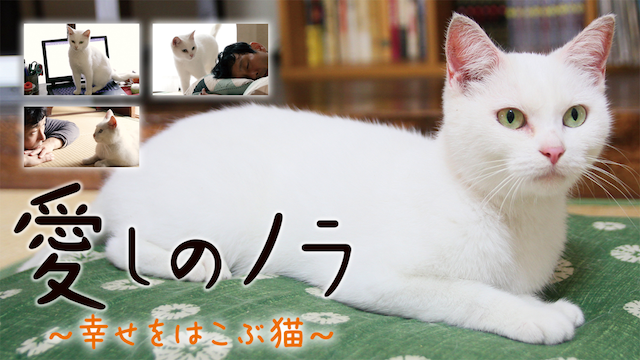 itoshinonora shiawasewohakobuneko