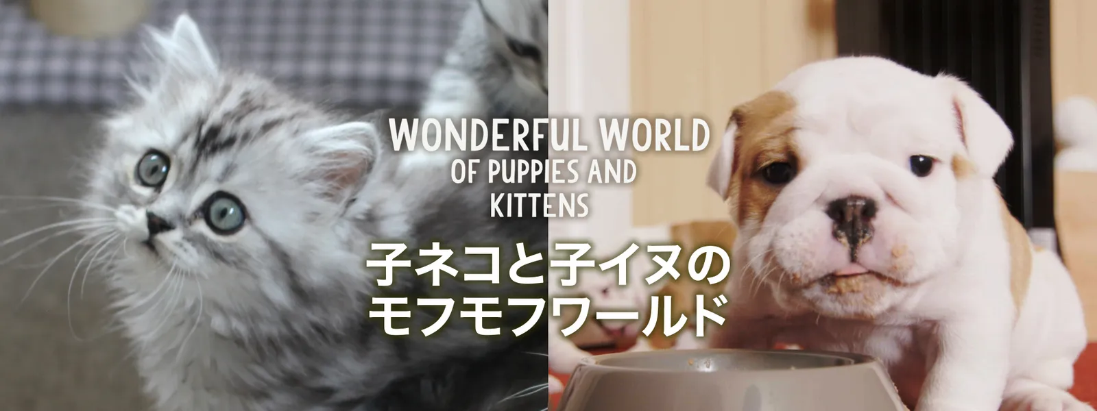 konekotokoinunomofumofuwaarudo