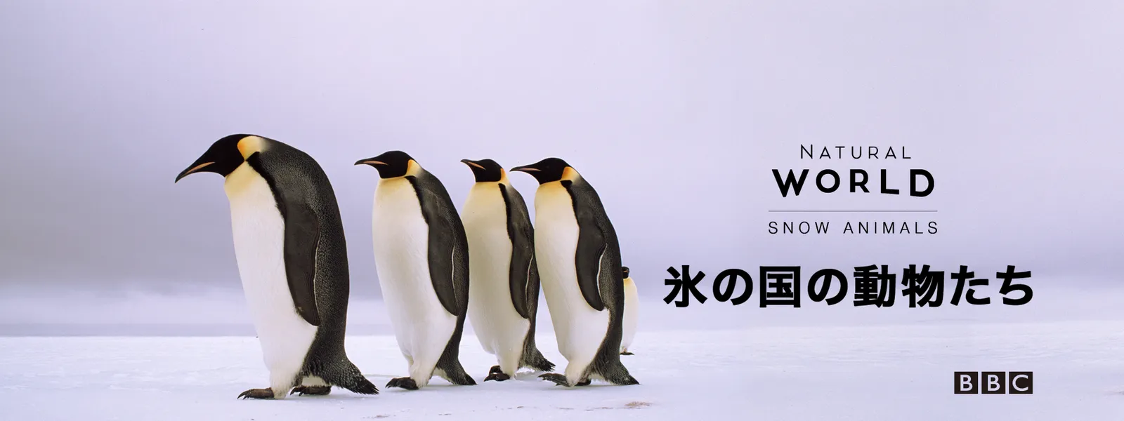 koorinokuninodoubutsutachi
