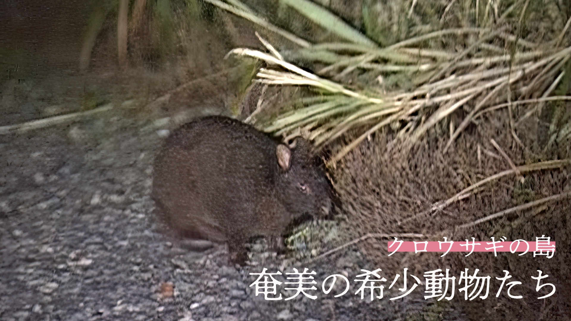 kurousaginoshima amaminokishoudoubutsuta
