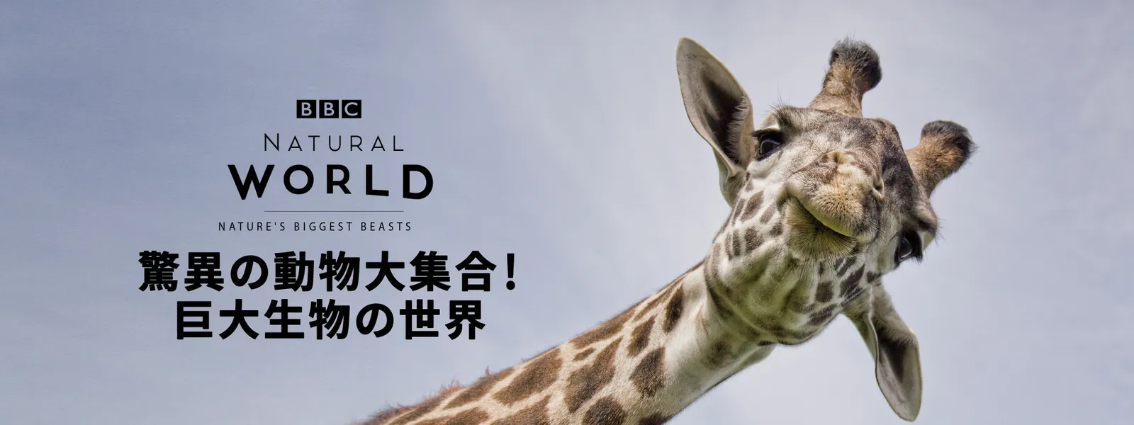 kyouinodoubutsudaishuugou kyodaiseibutsu