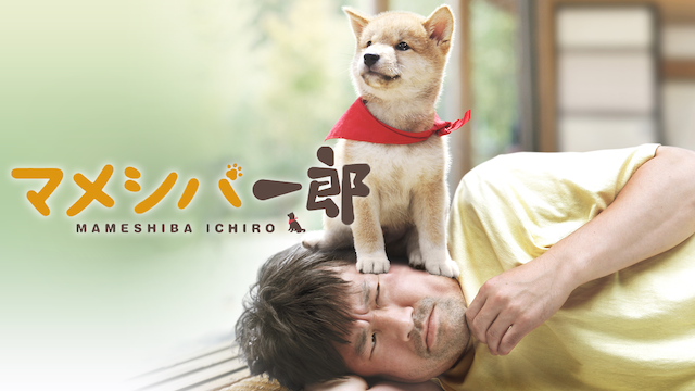 mameshibaichirou