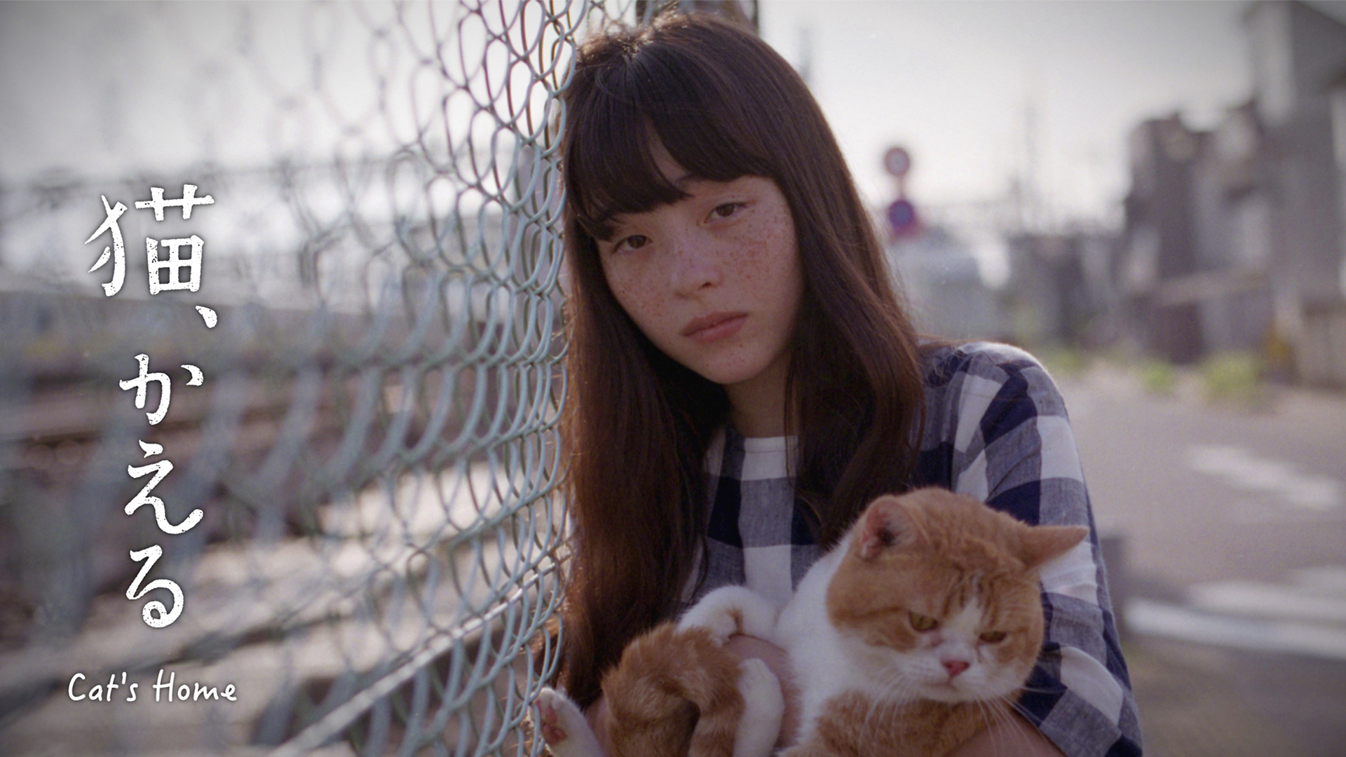 neko kaeru cat s home