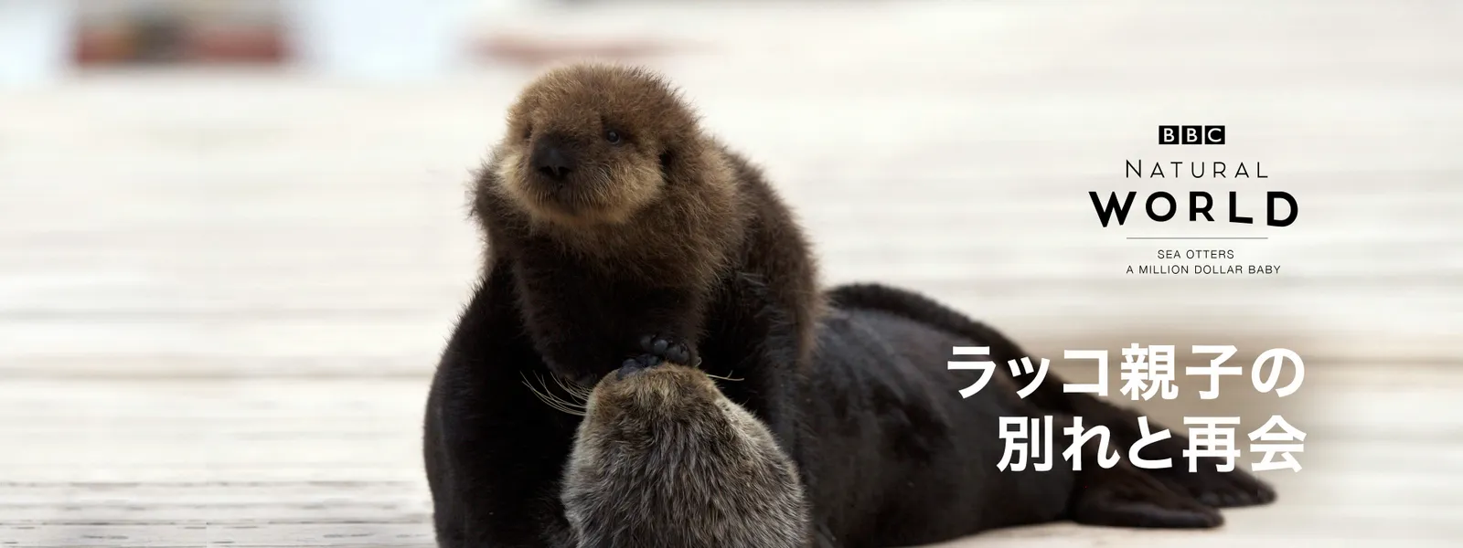rakkooyakonowakaretosaikai