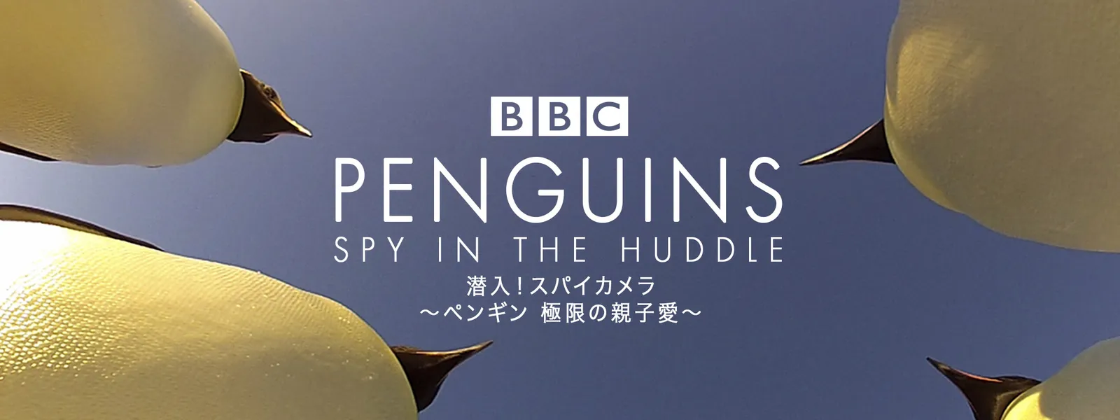sennyuu supaikamera pengin kyokugennooya
