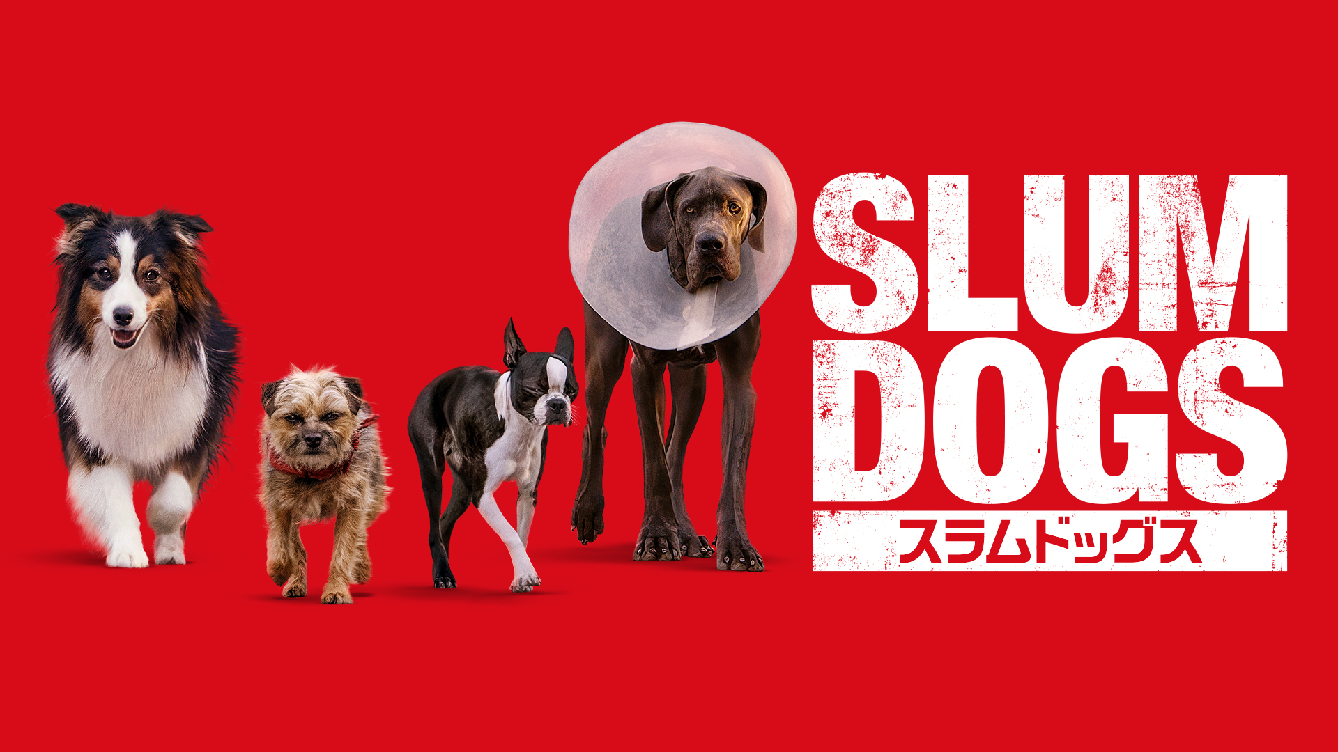 suramudoggusu