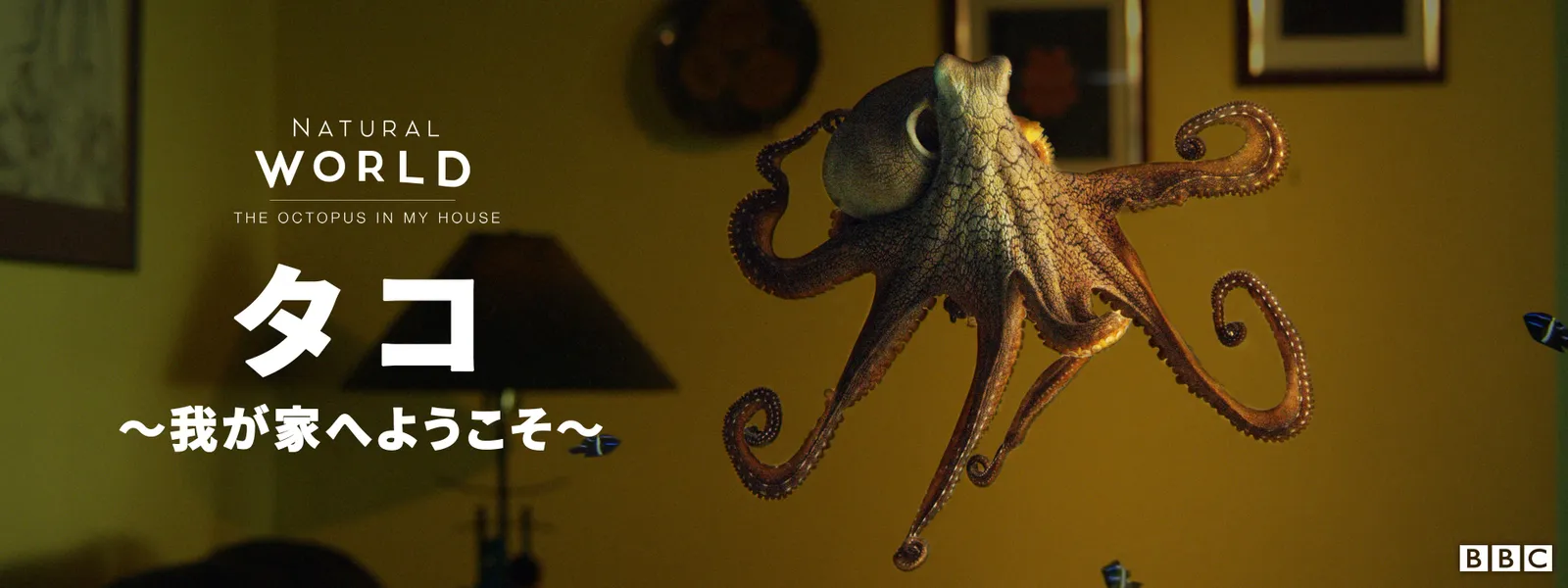 tako wagayaheyoukoso