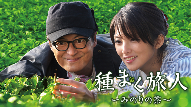 tanemakutabibito minorinocha
