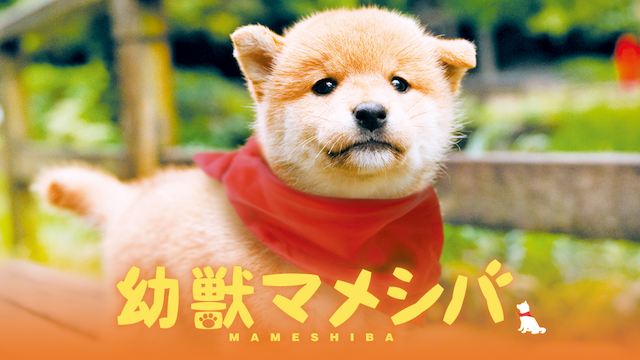 youjuumameshiba
